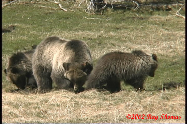 Obsidian's cubs Spring 2001